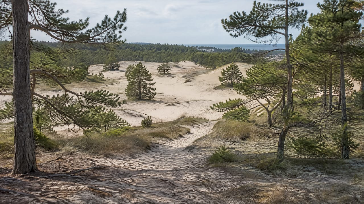 Sanddyner och tallskog vid Ullahau på Fårö